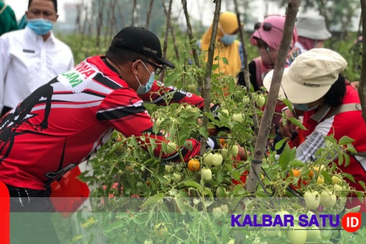 Balai Benih PDI-P Kalbar Undang Kaum Ibu Panen Raya
