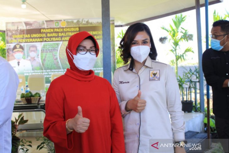 Dukung inovasi sektor pertanian di Kalbar, Maria Lestari: Selain Sektor Padi, Pangan Lokal Juga Harus Dikuatkan
