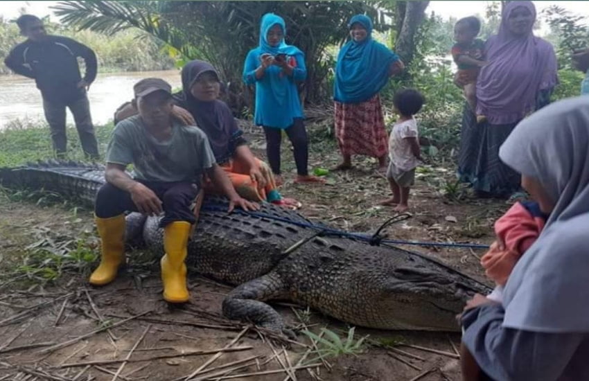 Tiga buaya