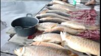 Ratusan Ikan Arwana Miliki Warga Mati Akibat Banjir di Kabupaten Kapuas Hulu Ratusan Ikan Arwana Miliki Warga Mati Akibat Banjir di Kabupaten Kapuas Hulu