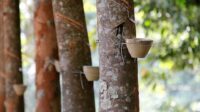 Kembangkan Tanaman Karet Alam Berkelanjutan Kembangkan Tanaman Karet Alam Berkelanjutan