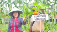 Hasilkan 200 Ton Sayuran Pertahun, Desa Merarai Satu di Sintang Jadi Kampung Sayur