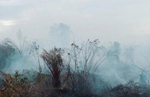 Belasan Hektare Terdampak Karhutla di Mempawah Hilir Kalbar, Pemadam: Sulit Temukan Sumber Air