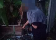 Mahasiswa di Kubu Raya Temukan Bayi Perempuan Di Bawah Pohon Pisang Mahasiswa di Kubu Raya Temukan Bayi Perempuan Di Bawah Pohon Pisang