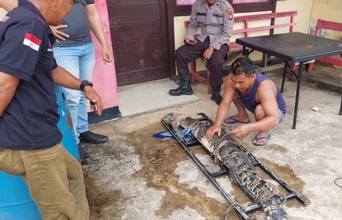 Bhabinkamtibmas Sungai Rengas Terima Buaya Muara Liar dari Warga Sungai Kakap