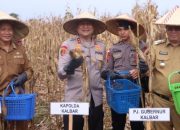 20250122_151743-min Kapolda Kalbar Tanam Jagung Serentak 1 Juta Hektare di Bengkayang
