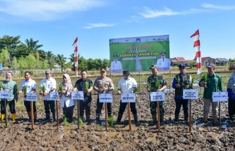 Gerakan Tanam Padi di Kubu Raya Semangat Tumbuhkan Kembali Lahan Produktif