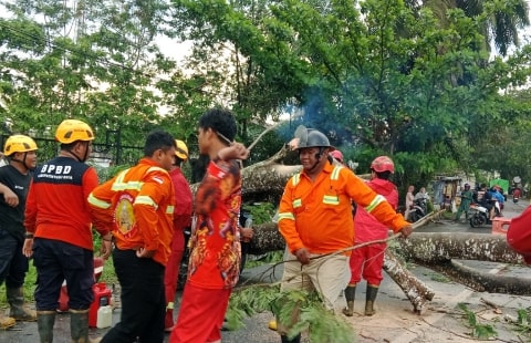 Cuaca Ekstrem di Kubu Raya, Puluhan Rumah Rusak dan Pemotor Tertimpa Pohon Besar