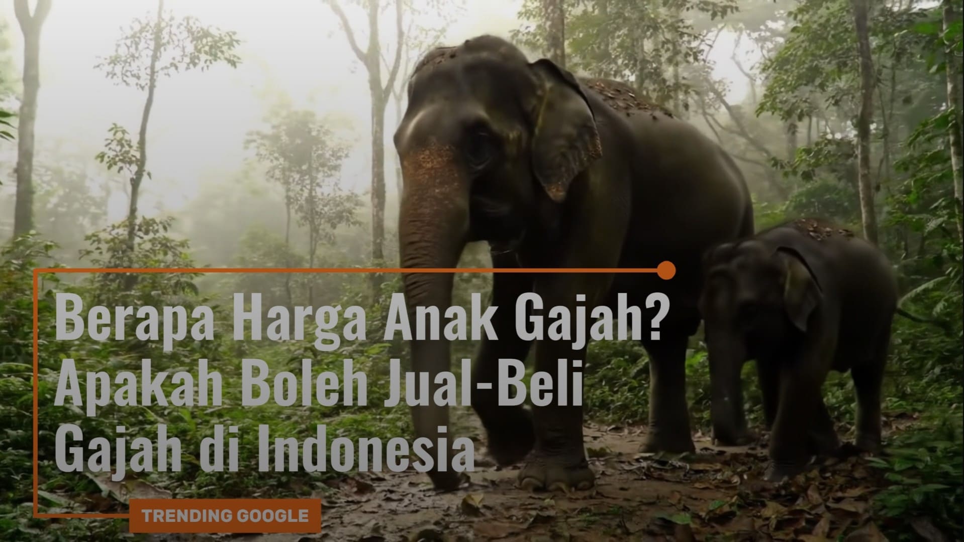 Foto Anak Gajah