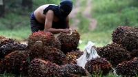 GAPKI Se-Kalimantan Akan Gelar Borneo Forum ke-8: Bahas Harmonisasi Kemitraan Sawit dan Ketahanan Pangan