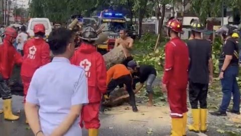 Hujan Deras Disertai Angin Kencang, Pohon Tumbang di Pontianak