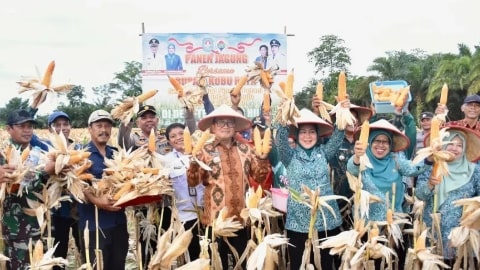 Bupati Sujiwo Pimpin Panen Raya Jagung, Wujudkan Kemandirian Pangan Kubu Raya