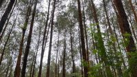 Jika Bukan Sekarang, Kapan Lagi? Urgensi Menjaga Pohon untuk Generasi Mendatang