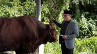 Bupati Kubu Raya Sebut Kurban Tahun Ini Naik Signifikan, Capai 23 Ekor Sapi