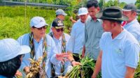 Ali Masykur Musa Resmikan Program TJSL PLN, Dorong Petani Mempawah Kembangkan Jahe Gajah