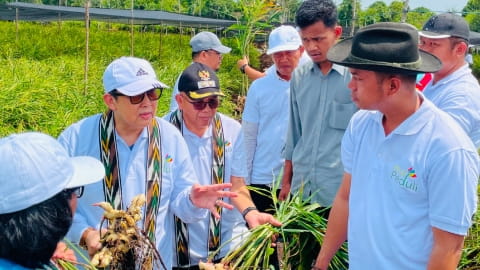 Anggota DPRD Mempawah Miftahul Akhyar Apresiasi Program TJSL PLN, Budidaya Jahe Gajah Dongkrak Ekonomi Petani
